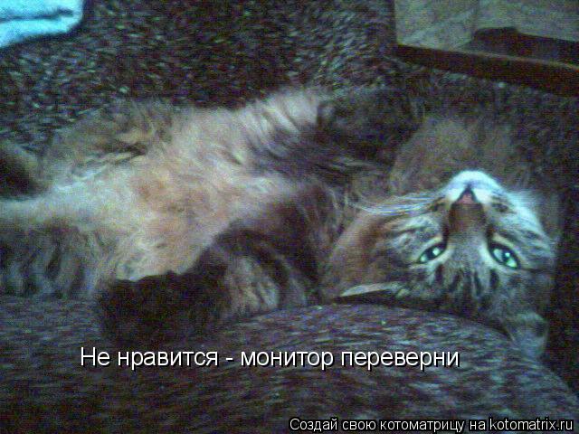 Не нравится - монитор переверни... Котоматрица: Не нравится - монитор переверни