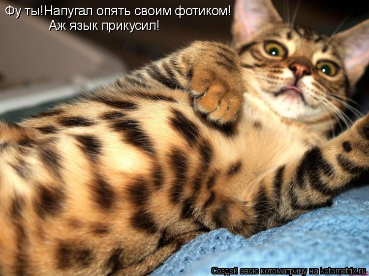 Фу ты!Напугал опять своим фотиком! Аж язык прикусил!... Котоматрица: Фу ты!Напугал опять своим фотиком! Аж язык прикусил!