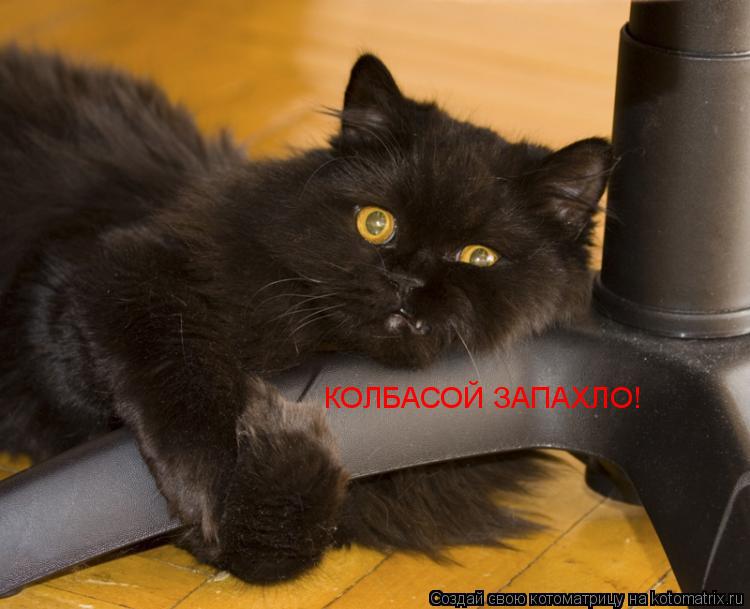 КОЛБАСОЙ ЗАПАХЛО!... Котоматрица: КОЛБАСОЙ ЗАПАХЛО!