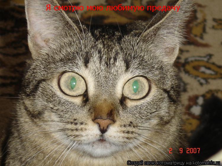 Я смотрю мою любимую предачу... Котоматрица: Я смотрю мою любимую предачу
