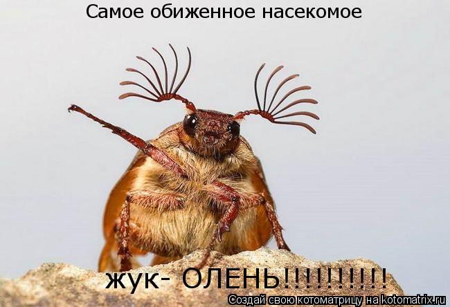 Котоматрица: Самое обиженное насекомое жук- ОЛЕНЬ!!!!!!!!!!