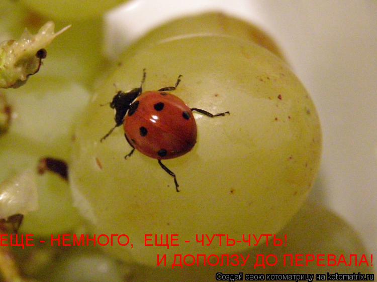 И ДОПОЛЗУ ДО ПЕРЕВАЛА! ЕЩЕ - НЕМНОГО, ЕЩЕ - ЧУТЬ-ЧУТЬ!... Котоматрица: И ДОПОЛЗУ ДО ПЕРЕВАЛА! ЕЩЕ - НЕМНОГО, ЕЩЕ - ЧУТЬ-ЧУТЬ!