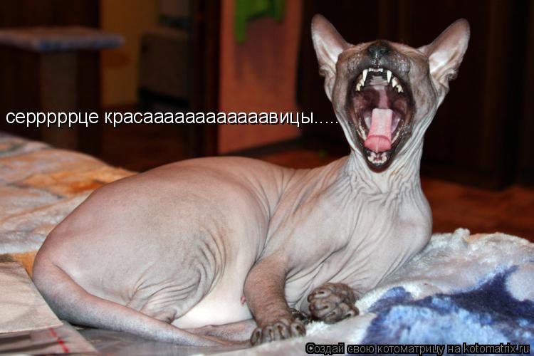 серррррце красаааааааааааавицы........ Котоматрица: серррррце красаааааааааааавицы.....