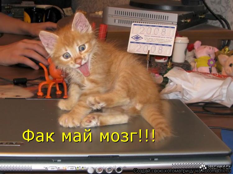 Фак май мозг!!!... Котоматрица: Фак май мозг!!!