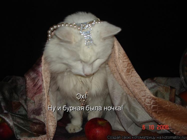 Котоматрица: Ну и бурная была ночка! Эх!