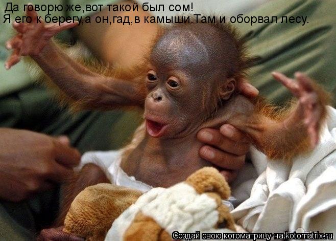 Да говорю же,вот такой был сом! Я его к берегу,а он,гад,в камыши.Там и оборвал лесу.... Котоматрица: Да говорю же,вот такой был сом! Я его к берегу,а он,гад,в камыши.Там и оборвал лесу.
