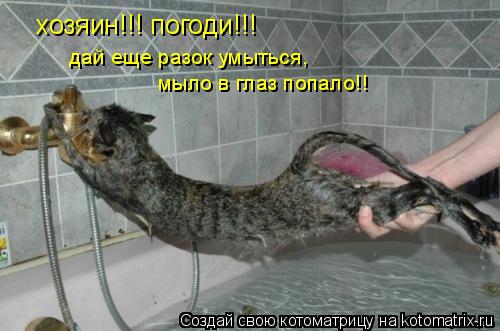 хозяин!!! погоди!!! дай еще разок умыться, мыло в глаз попало!!... Котоматрица: хозяин!!! погоди!!! дай еще разок умыться, мыло в глаз попало!!