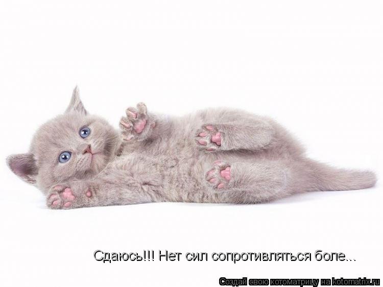 Сдаюсь!!! Нет сил сопротивляться боле...... Котоматрица: Сдаюсь!!! Нет сил сопротивляться боле...