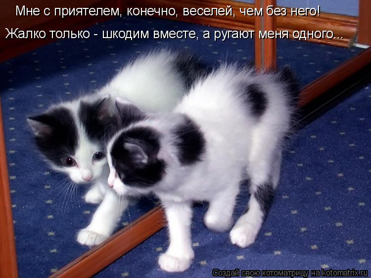 Жалко только - шкодим вместе, а ругают меня одного... Мне с приятелем, конечно, веселей, чем без него... Котоматрица: Жалко только - шкодим вместе, а ругают меня одного... Мне с приятелем, конечно, веселей, чем без него!