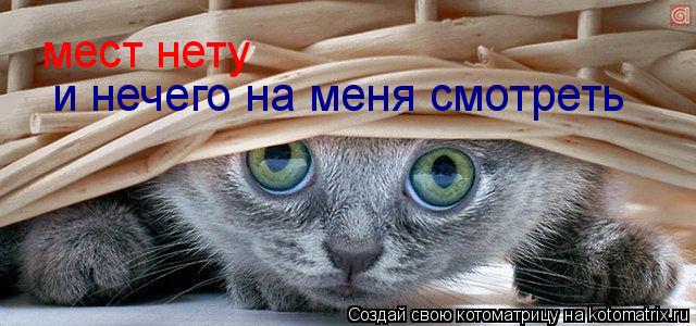 мест нету и нечего на меня смотреть... Котоматрица: мест нету и нечего на меня смотреть