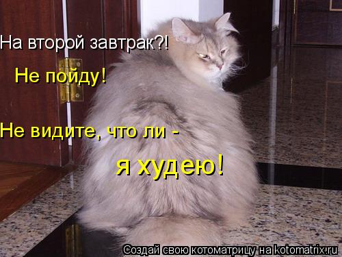 На второй завтрак?! Не пойду! Не видите, что ли - я худею!... Котоматрица: На второй завтрак?! Не пойду! Не видите, что ли - я худею!