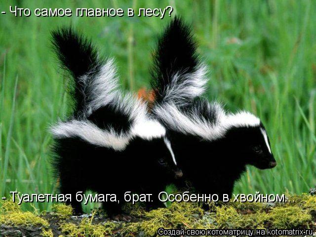 - Что самое главное в лесу? - Туалетная бумага, брат. Особенно в хвойном...... Котоматрица: - Что самое главное в лесу? - Туалетная бумага, брат. Особенно в хвойном...