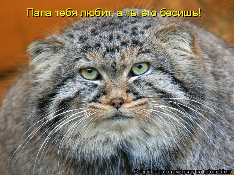 Папа тебя любит, а ты его бесишь!... Котоматрица: Папа тебя любит, а ты его бесишь!