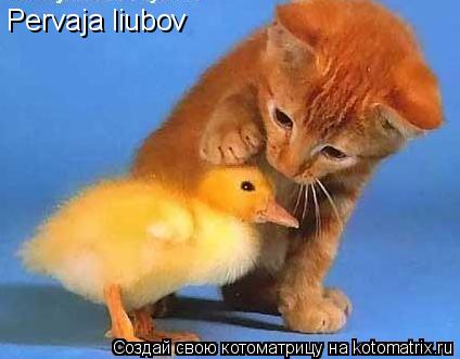 Pervaja liubov... Котоматрица: Pervaja liubov
