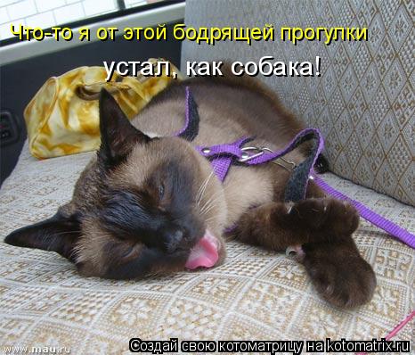 Что-то я от этой бодрящей прогулки устал, как собака!... Котоматрица: Что-то я от этой бодрящей прогулки устал, как собака!