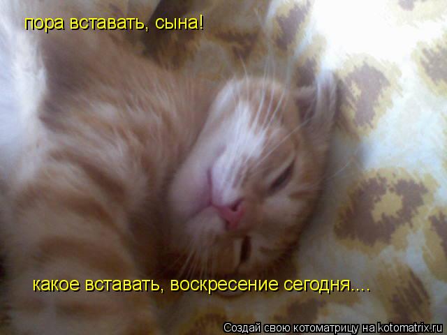 пора вставать, сына! какое вставать, воскресение сегодня....... Котоматрица: пора вставать, сына! какое вставать, воскресение сегодня....