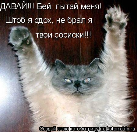 ДАВАЙ!!! Бей, пытай меня! Штоб я сдох, не брал я твои сосиски!!!... Котоматрица: ДАВАЙ!!! Бей, пытай меня! Штоб я сдох, не брал я твои сосиски!!!