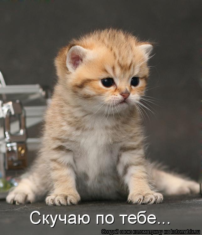 Скучаю по тебе...... Котоматрица: Скучаю по тебе...