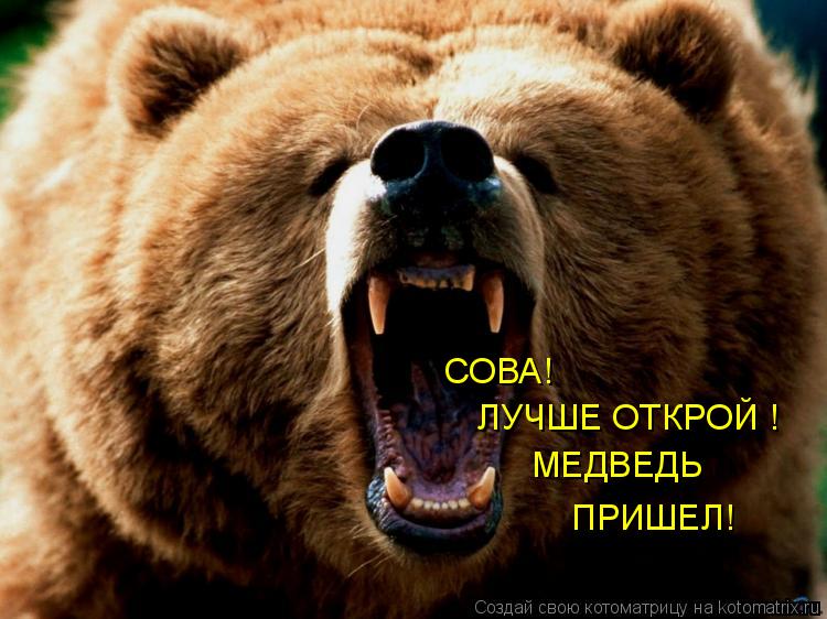 Котоматрица: СОВА! ЛУЧШЕ ОТКРОЙ ! МЕДВЕДЬ ПРИШЕЛ!