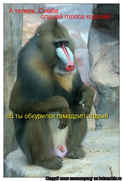 А теперь, Симба слушай голоса королей о5 ты обкурился гамадрил старый... Котоматрица: А теперь, Симба слушай голоса королей о5 ты обкурился гамадрил старый