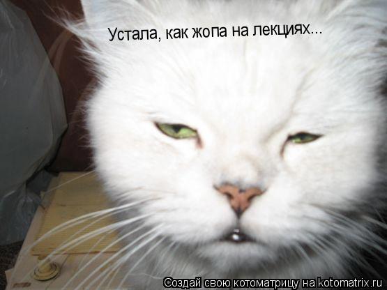 Устала, как жопа на лекциях...... Котоматрица: Устала, как жопа на лекциях...
