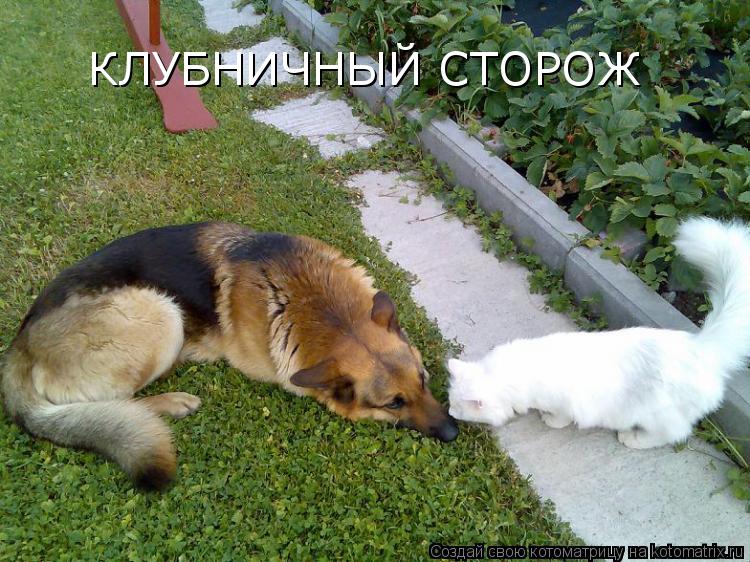 КЛУБНИЧНЫЙ СТОРОЖ... Котоматрица: КЛУБНИЧНЫЙ СТОРОЖ