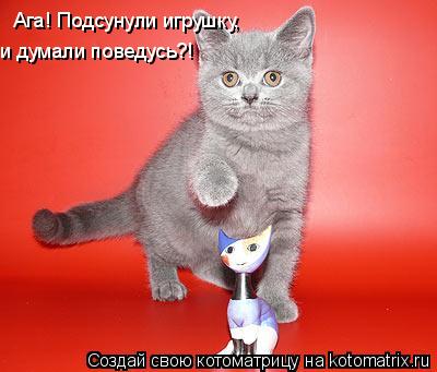 Ага! Подсунули игрушку, и думали поведусь?!... Котоматрица: Ага! Подсунули игрушку, и думали поведусь?!