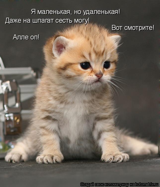 Котоматрица: Я маленькая, но удаленькая! Даже на шпагат сесть могу! Вот смотрите! Алле оп!