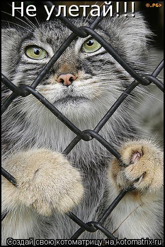 Котоматрица: Не улетай!!!