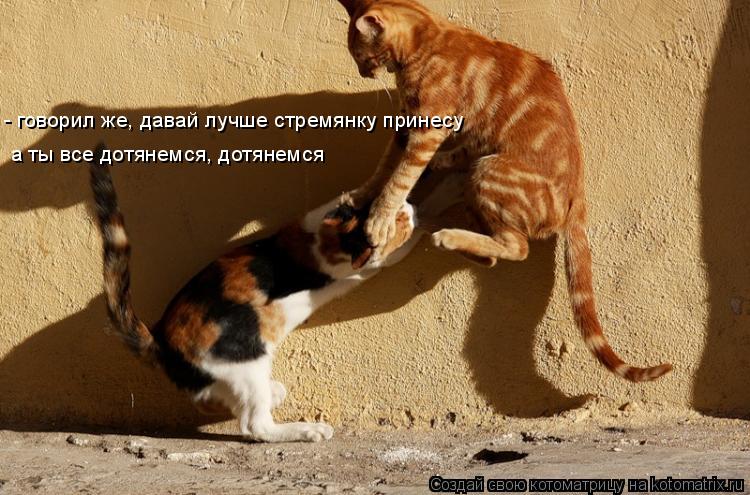 - говорил же, давай лучше стремянку принесу а ты все дотянемся, дотянемся... Котоматрица: - говорил же, давай лучше стремянку принесу а ты все дотянемся, дотянемся