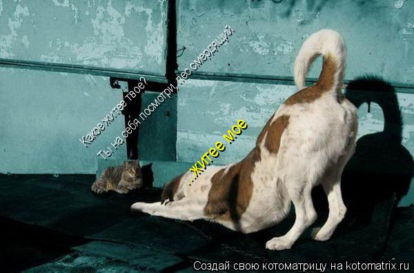...житее мое Ты на себя посмотри, пес смердящий Какое житее твое?... Котоматрица: ...житее мое Ты на себя посмотри, пес смердящий Какое житее твое?