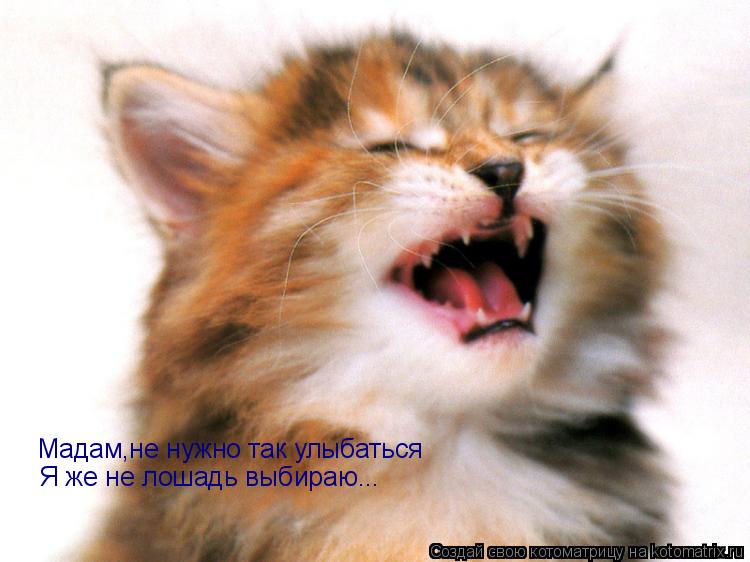 Мадам,не нужно так улыбаться Я же не лошадь выбираю...... Котоматрица: Мадам,не нужно так улыбаться Я же не лошадь выбираю...