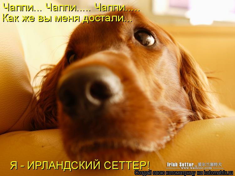 Чаппи... Чаппи..... Чаппи..... Как же вы меня достали... Я - ИРЛАНДСКИЙ СЕТТЕР!... Котоматрица: Чаппи... Чаппи..... Чаппи..... Как же вы меня достали... Я - ИРЛАНДСКИЙ СЕТТЕР!