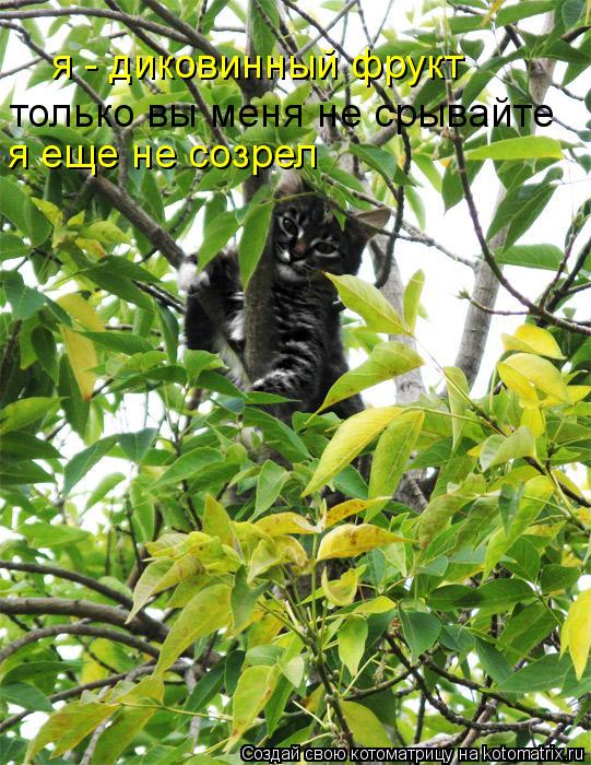 только вы меня не срывайте я еще не созрел я - диковинный фрукт... Котоматрица: только вы меня не срывайте я еще не созрел я - диковинный фрукт