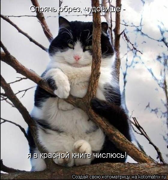 я в красной книге числюсь! Спрячь обрез, чудовище -... Котоматрица: я в красной книге числюсь! Спрячь обрез, чудовище -