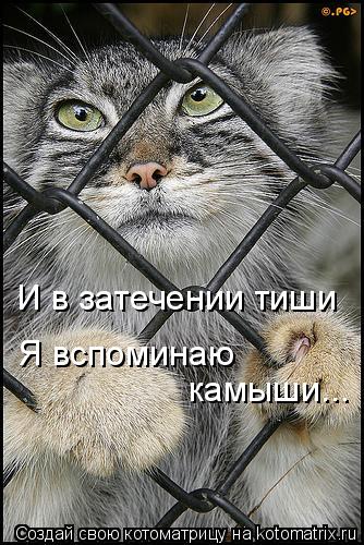 И в затечении тиши Я вспоминаю камыши...... Котоматрица: И в затечении тиши Я вспоминаю камыши...