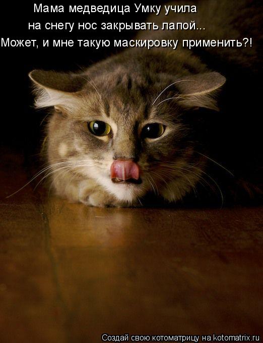 Может, и мне такую маскировку применить?! Мама медведица Умку учила на снегу нос закрывать лапой...... Котоматрица: Может, и мне такую маскировку применить?! Мама медведица Умку учила на снегу нос закрывать лапой...