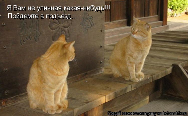 Я Вам не уличная какая-нибудь!!! Пойдемте в подъезд....... Котоматрица: Я Вам не уличная какая-нибудь!!! Пойдемте в подъезд....