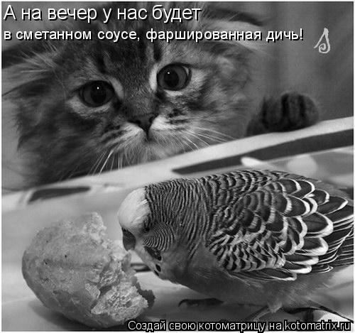 А на вечер у нас будет в сметанном соусе, фаршированная дичь!... Котоматрица: А на вечер у нас будет в сметанном соусе, фаршированная дичь!