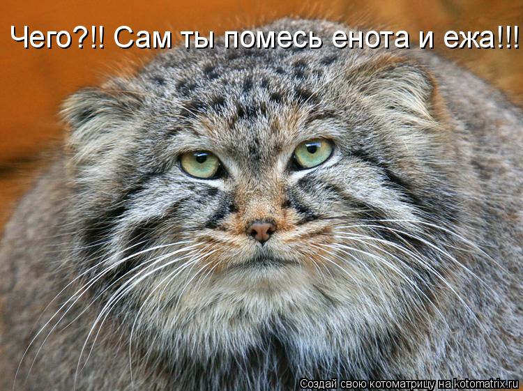 Чего?!! Сам ты помесь енота и ежа!!!... Котоматрица: Чего?!! Сам ты помесь енота и ежа!!!