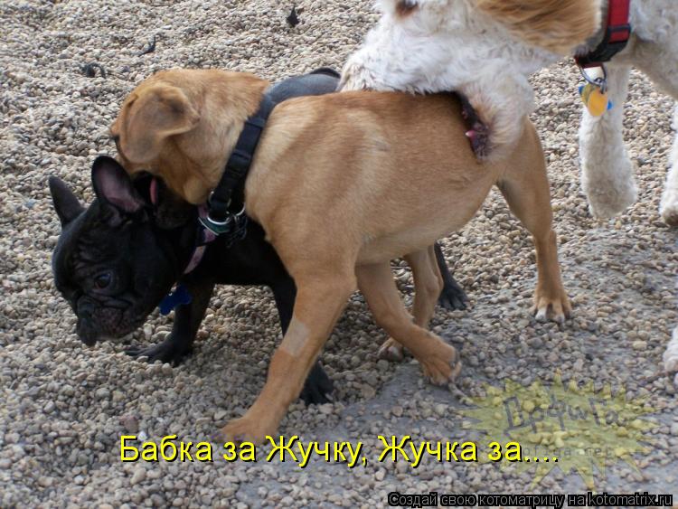 Бабка за Жучку, Жучка за....... Котоматрица: Бабка за Жучку, Жучка за....