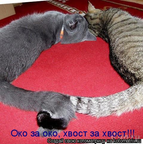 Око за око, хвост за хвост!!!... Котоматрица: Око за око, хвост за хвост!!!