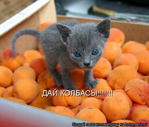 ДАЙ КОЛБАСЫ!!!!!!!... Котоматрица: ДАЙ КОЛБАСЫ!!!!!!!
