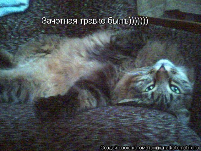 Зачотная травко былъ)))))))... Котоматрица: Зачотная травко былъ)))))))