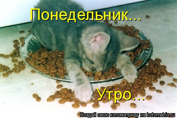 Понедельник... Утро...... Котоматрица: Понедельник... Утро...