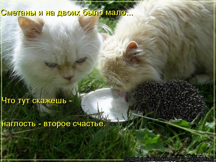 Сметаны и на двоих было мало... Что тут скажешь - наглость - второе счастье.... Котоматрица: Сметаны и на двоих было мало... Что тут скажешь - наглость - второе счастье.