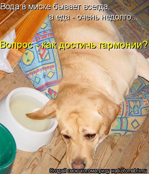 Вода в миске бывает всегда, а еда - очень недолго... Вопрос - как достичь гармонии?!... Котоматрица: Вода в миске бывает всегда, а еда - очень недолго... Вопрос - как достичь гармонии?!