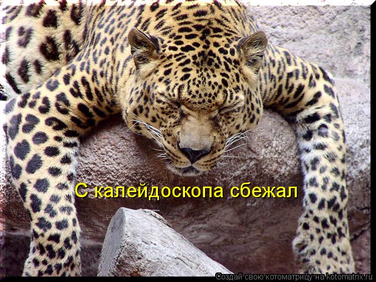С калейдоскопа сбежал... Котоматрица: С калейдоскопа сбежал