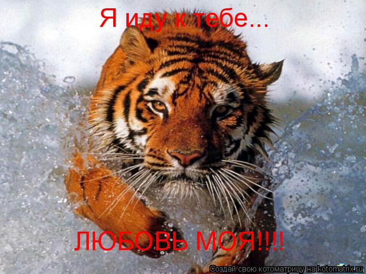Я иду к тебе... ЛЮБОВЬ МОЯ!!!!... Котоматрица: Я иду к тебе... ЛЮБОВЬ МОЯ!!!!