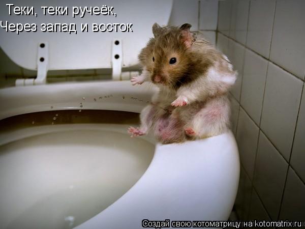 Теки, теки ручеёк, Теки, теки ручеёк, Через запад и восток Через запад и восток... Котоматрица: Теки, теки ручеёк, Теки, теки ручеёк, Через запад и восток Через запад и восток